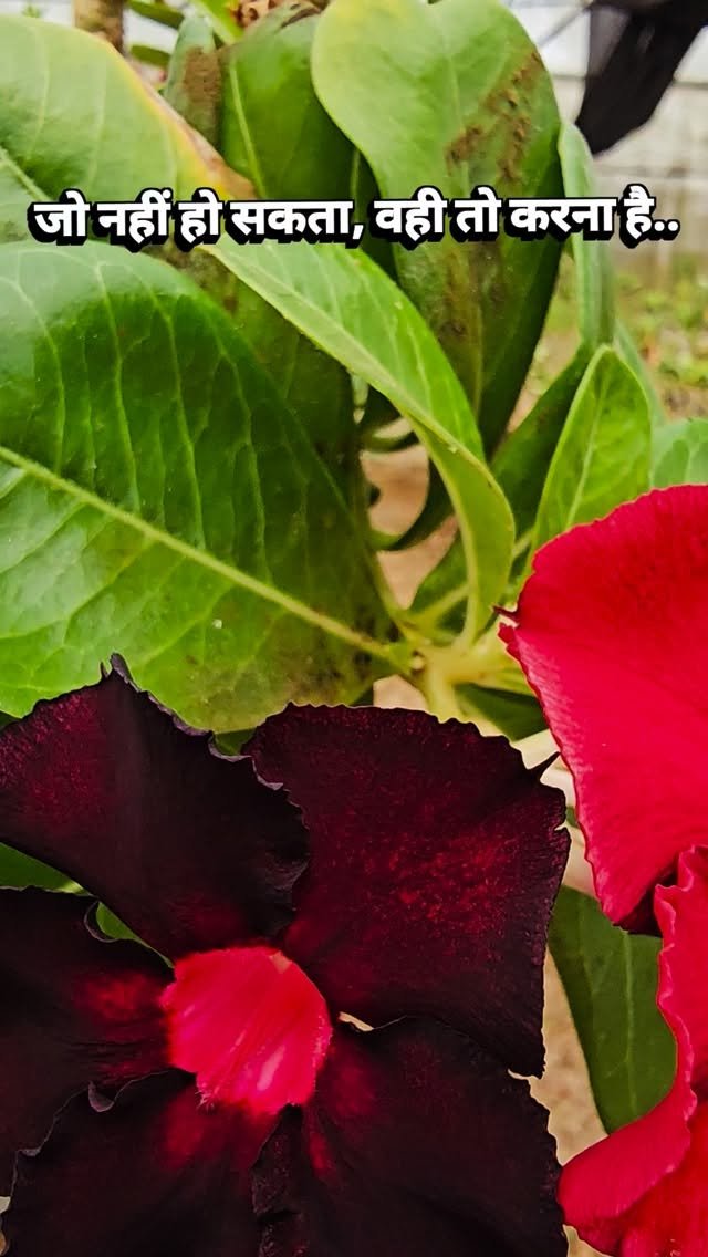 vibrant_orchard09 게시물 이미지: जो नहीं हो सकता, वही तो करना है..
Adenium...