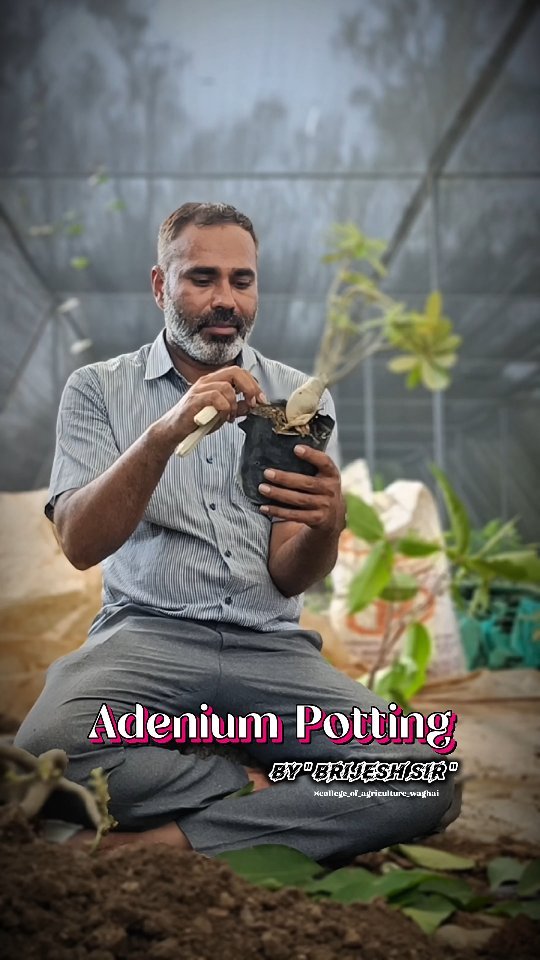 vibrant_orchard09 게시물 이미지: Adenium Potting By Brijesh Sir...