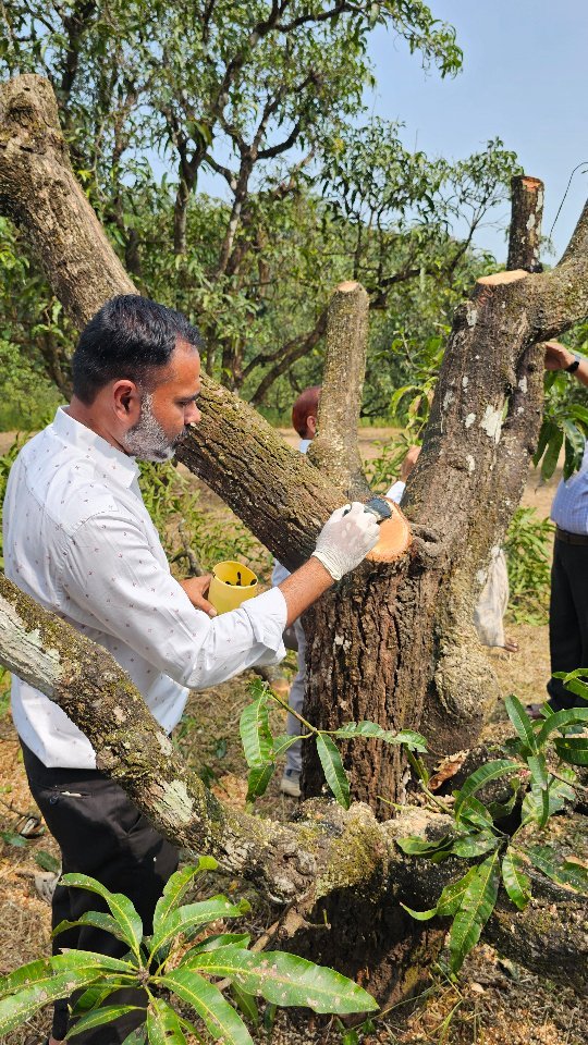 vibrant_orchard09 게시물 이미지: Day 2 mango canopy management 
Mango...