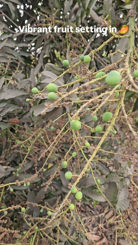 vibrant_orchard09 게시물 이미지: Well come the king of fruits 
Mango 🥭 🥭 🥭...
