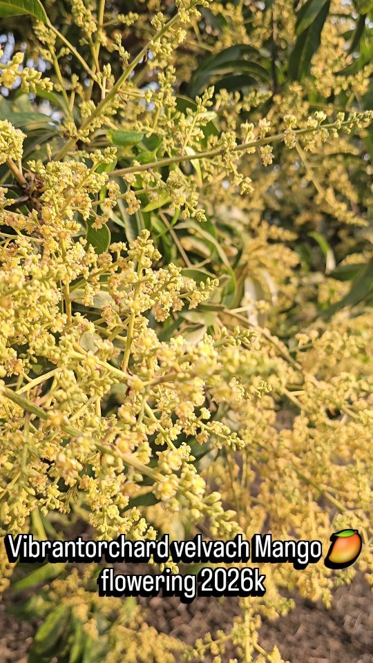 vibrant_orchard09 게시물 이미지: શુભારંભ 🥭  session 2026k 
Vaibrant orchard...