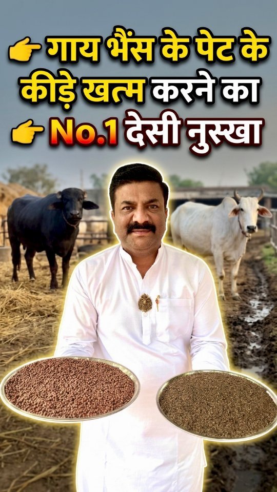 vickypansarivlogs 게시물 이미지: पशुओं के पेट के कीड़े खत्म करने का जबरदस्त...