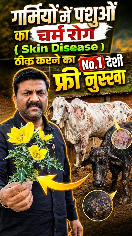 vickypansarivlogs 게시물 이미지: गर्मियों में पशुओं का चर्म रोग ( Skin Disease...