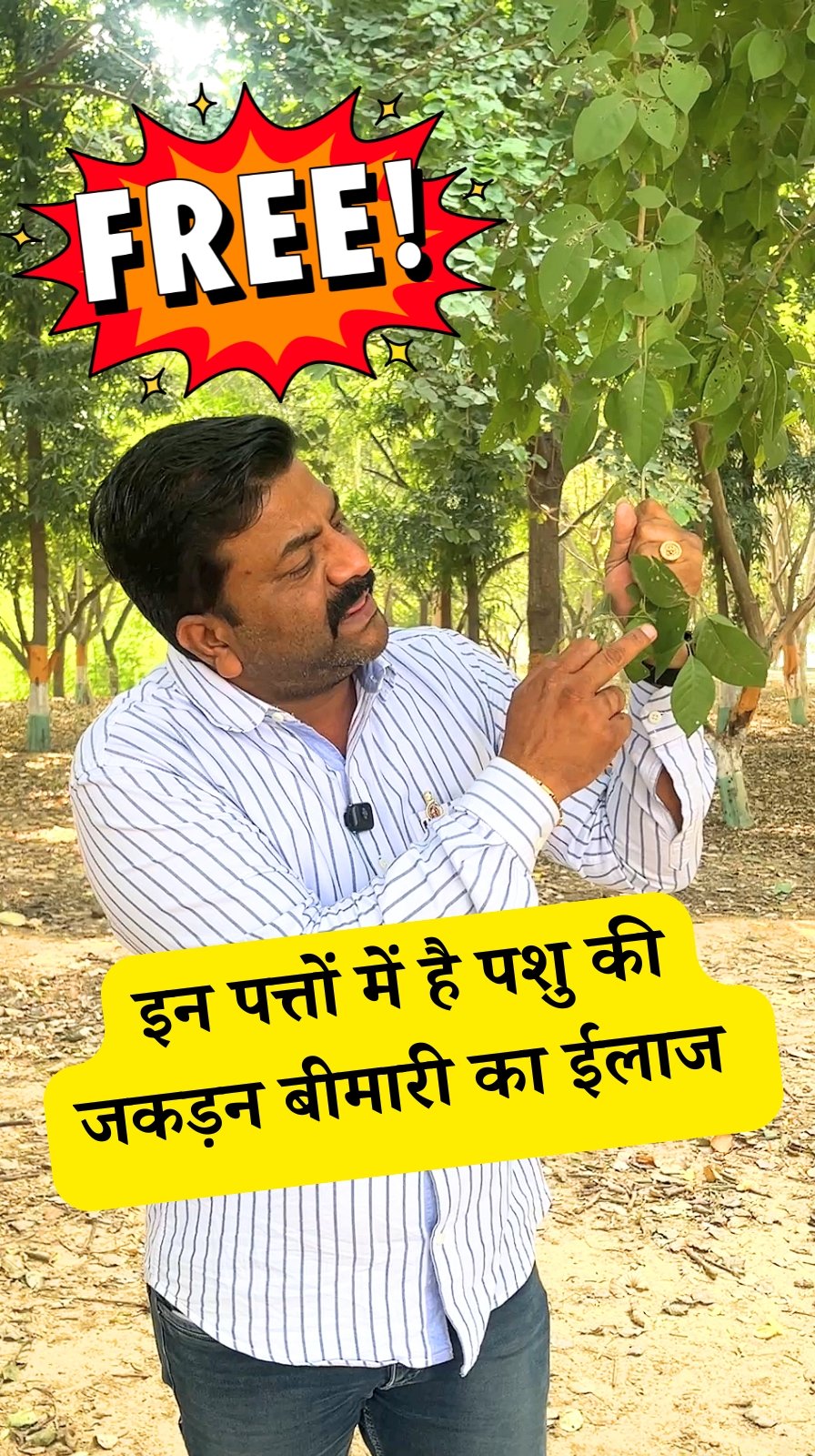 vickypansarivlogs 게시물 이미지: पशुओ के पैरों में लंगड़ापन, जकड़न व फास्फोरस ठीक...