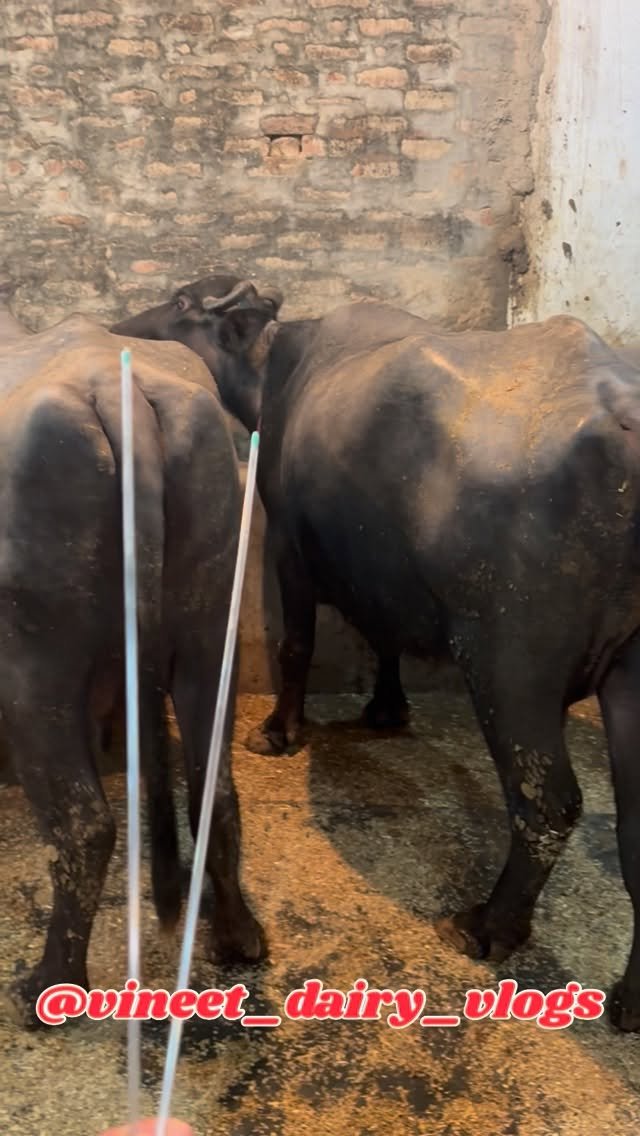 vineet_dairy_vlogs 게시물 이미지: Day 206 Repeater pashu k liye best product...