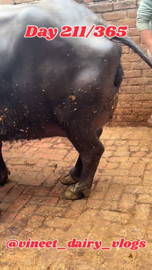 vineet_dairy_vlogs 게시물 이미지: Day 211 dairy farm ki sachai
#dairy #dairyfarm...