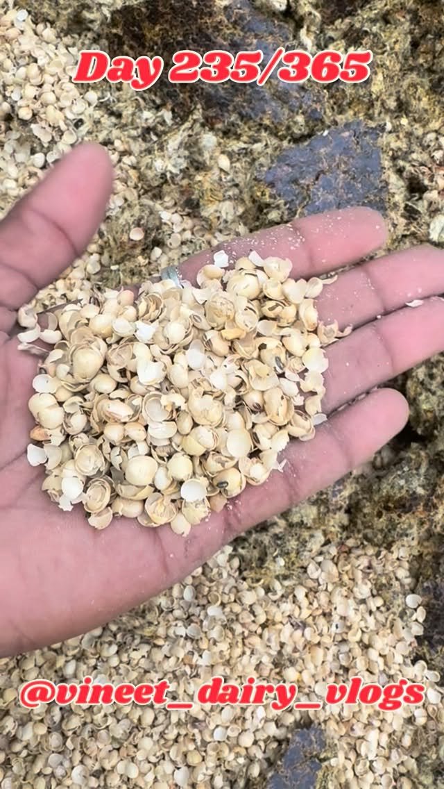 vineet_dairy_vlogs 게시물 이미지: Day 235 of starting my new dairy farm 
#dairy...