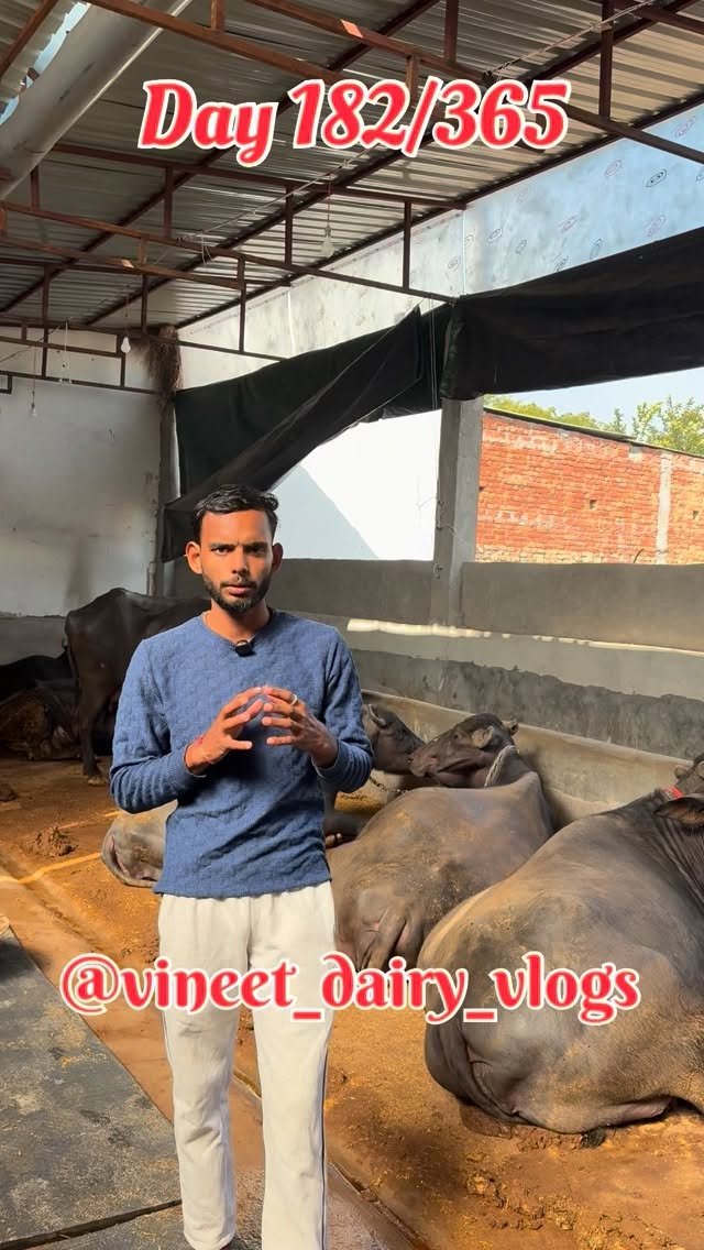 vineet_dairy_vlogs 게시물 이미지: Day 182 of starting my new dairy farm...