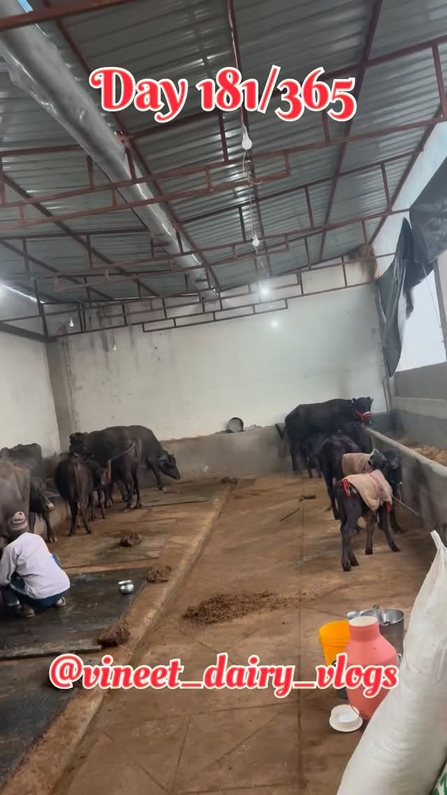 vineet_dairy_vlogs 게시물 이미지: Day 181 of starting my new dairy...