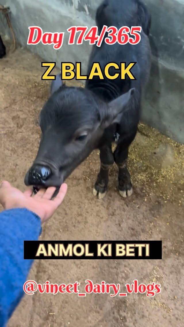 vineet_dairy_vlogs 게시물 이미지: Day 174 of starting my new dairy farm 
#zblack...
