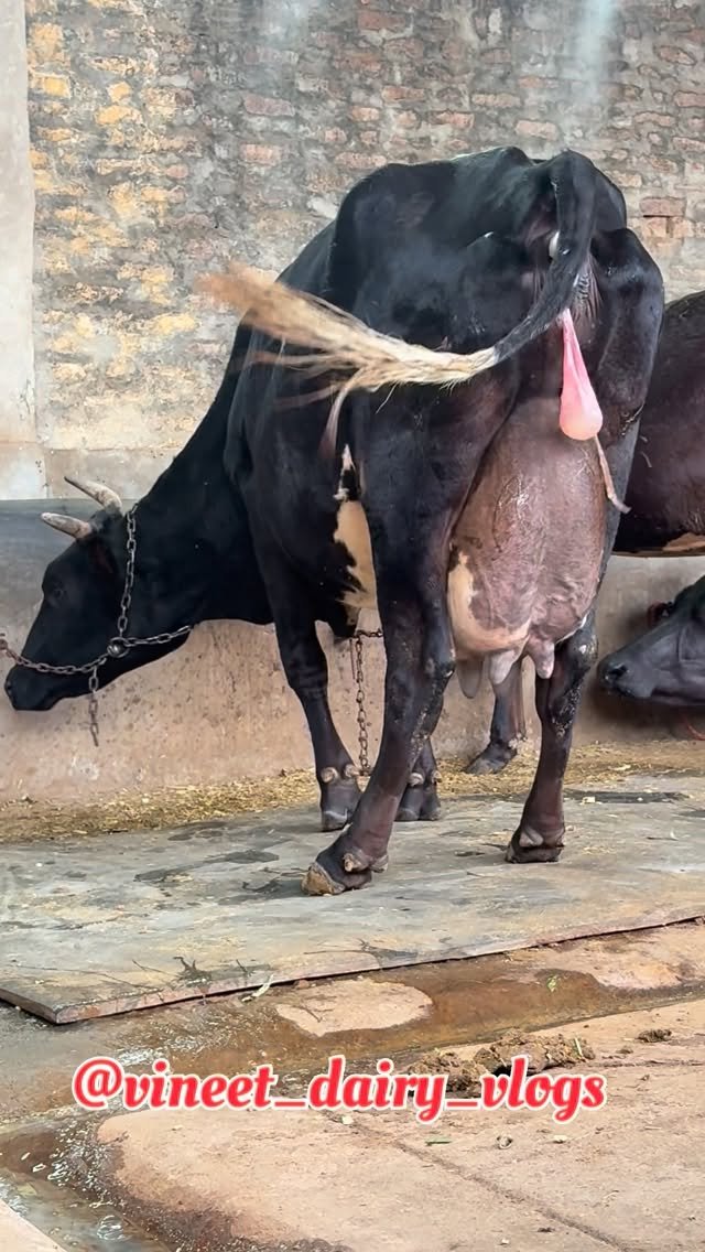 vineet_dairy_vlogs 게시물 이미지: Day 295 of starting my new dairy farm
#cow...