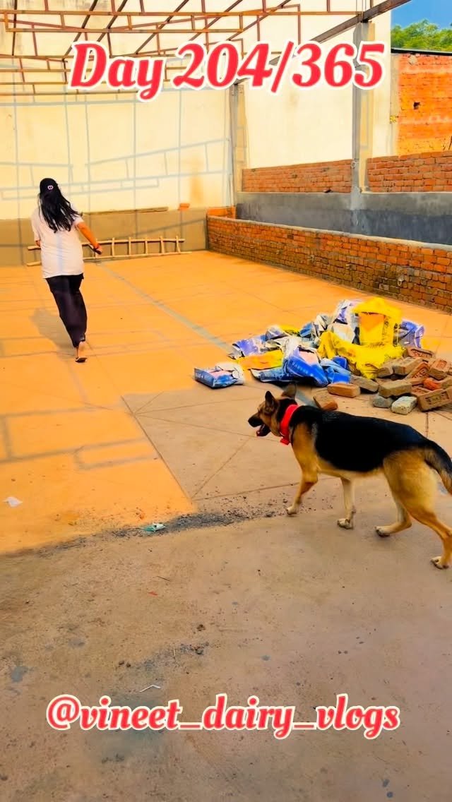 vineet_dairy_vlogs 게시물 이미지: Day 204 of starting my new dairy farm 
25...
