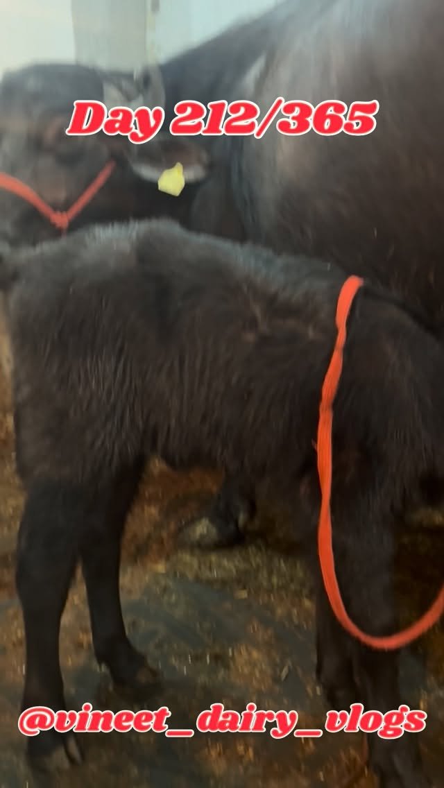 vineet_dairy_vlogs 게시물 이미지: Day 212 calf kaise tayar kren..
#calf...