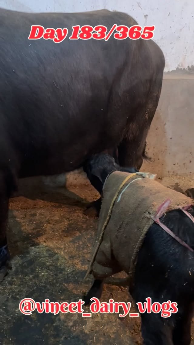 vineet_dairy_vlogs 게시물 이미지: Day 183 of starting my new dairy farm
#day183...