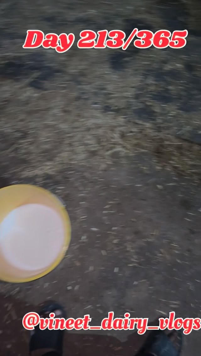 vineet_dairy_vlogs 게시물 이미지: Day 213 TRP case..in buffalo 
#dairyfarm...