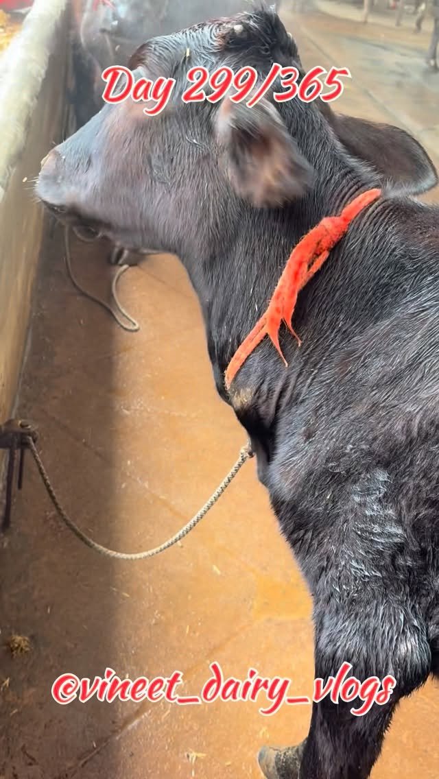 vineet_dairy_vlogs 게시물 이미지: Day 299 of starting my new dairy farm...
