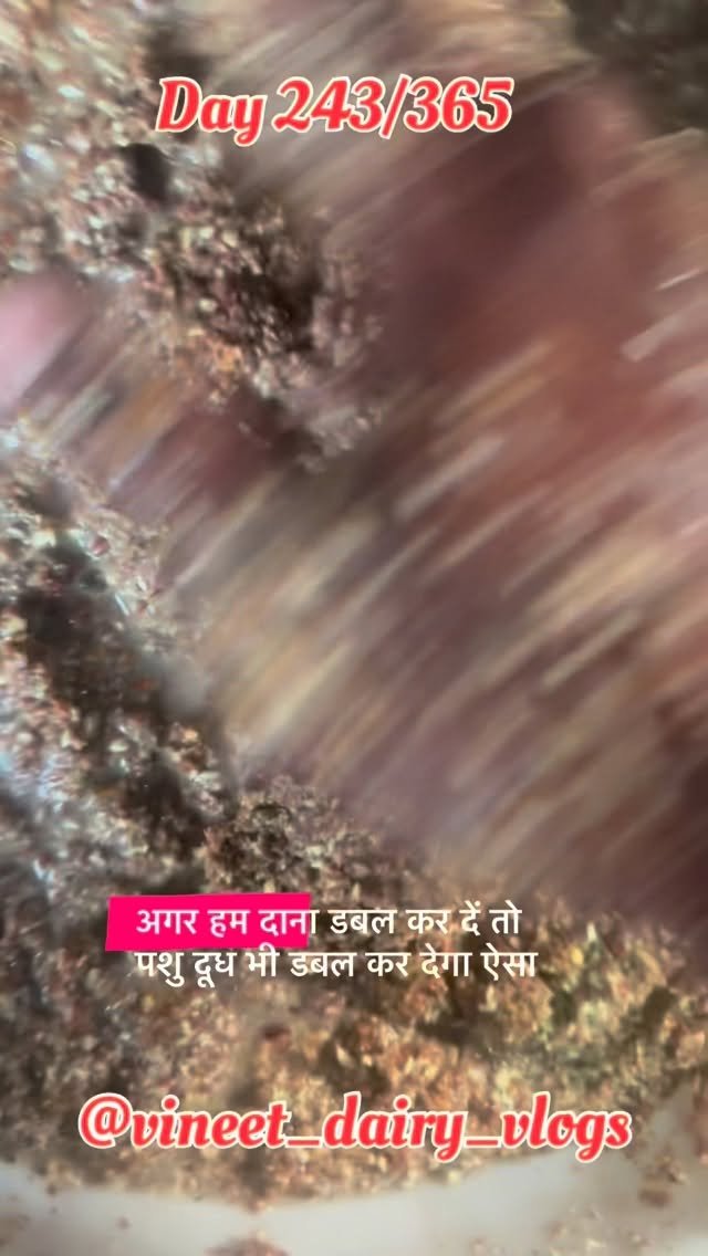 vineet_dairy_vlogs 게시물 이미지: Day 243 of starting my new dairy...