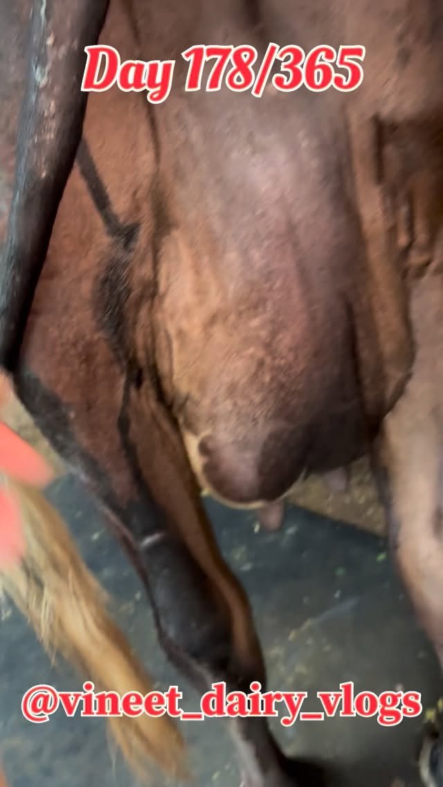 vineet_dairy_vlogs 게시물 이미지: Day 178 of starting my new dairy...