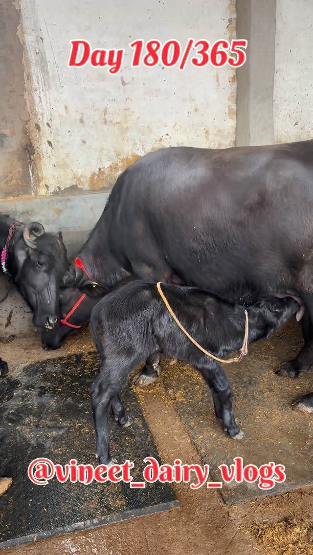 vineet_dairy_vlogs 게시물 이미지: Day 180 of starting my new dairy...