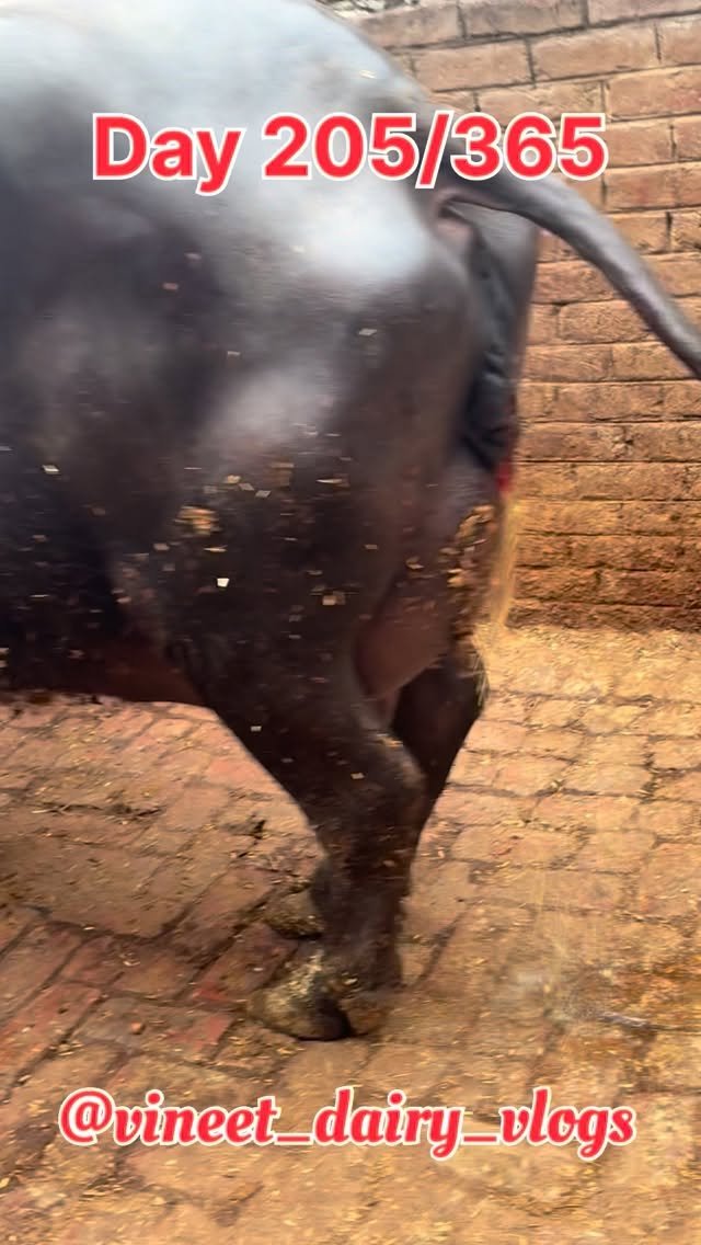 vineet_dairy_vlogs 게시물 이미지: Day 205 ek or nayi bhes
Comment krke jarur...