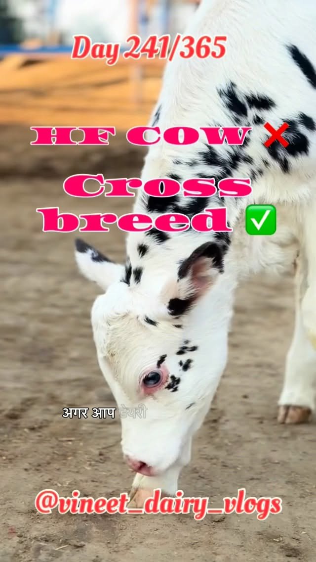 vineet_dairy_vlogs 게시물 이미지: Day 241 HF gaaye best h ya cross breed 
#hfcow...