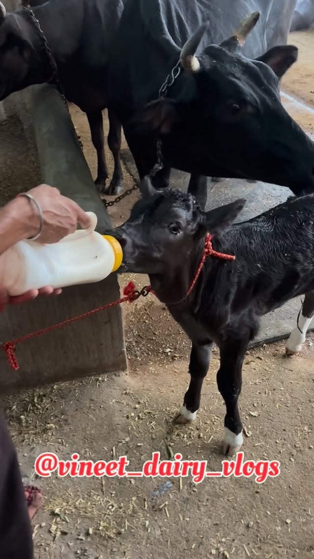 vineet_dairy_vlogs 게시물 이미지: Day 297 calf ko tyar karne k liye best tonic...