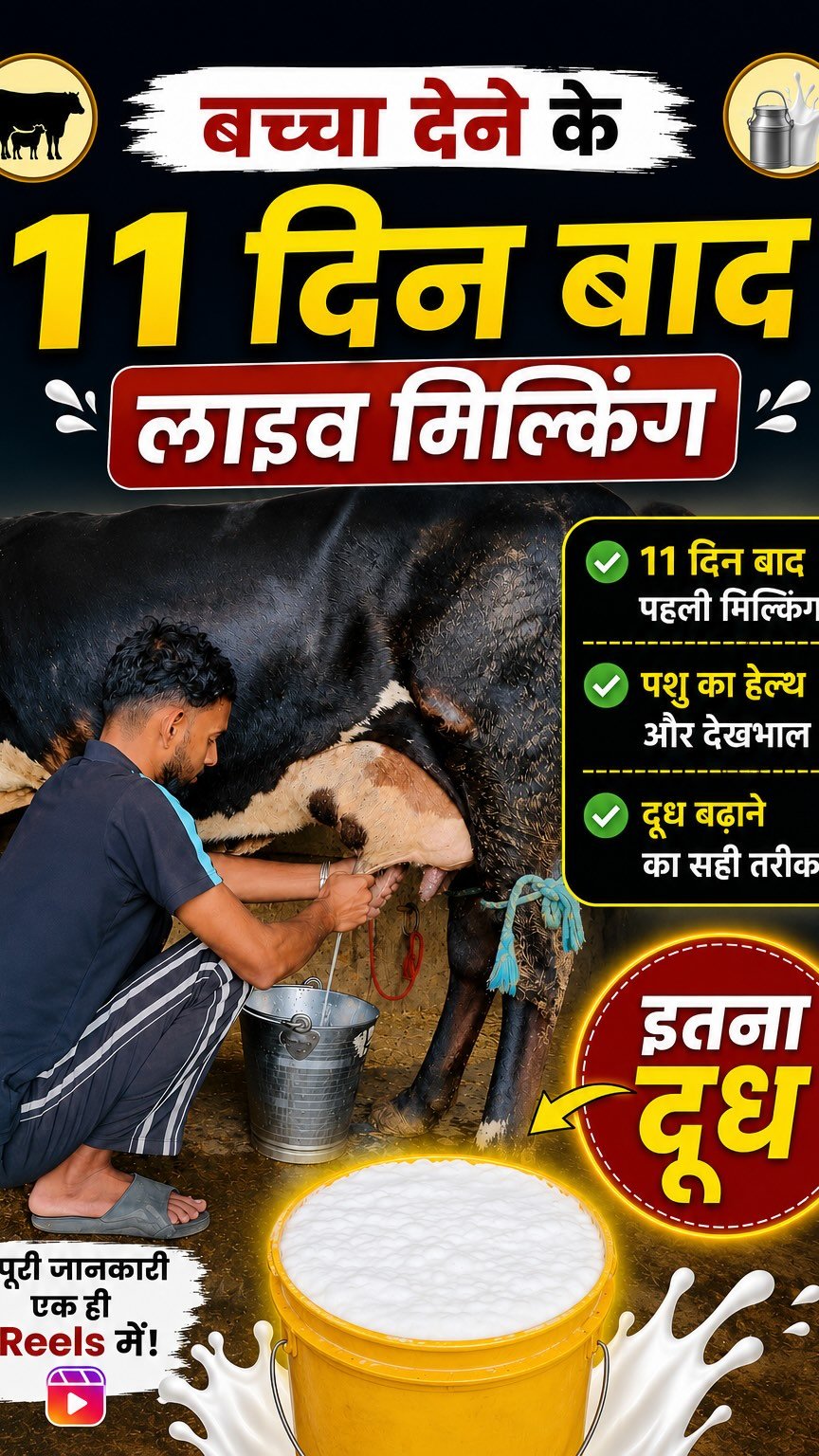 vineet_dairy_vlogs 게시물 이미지: Day 301 live milking calving k 11 din baad...