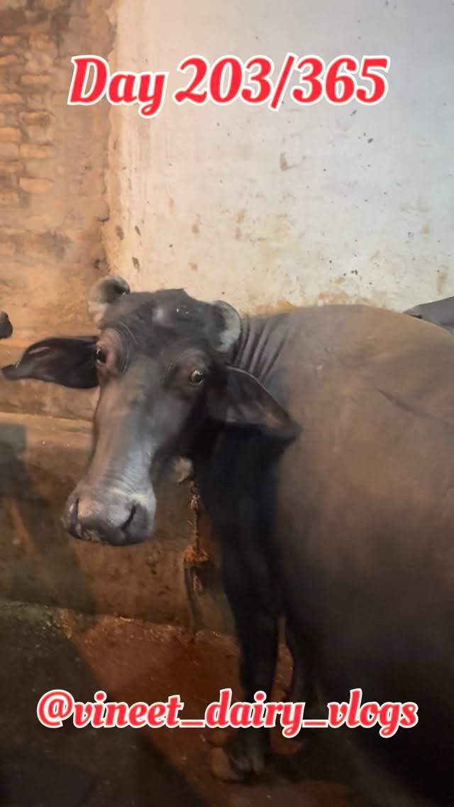 vineet_dairy_vlogs 게시물 이미지: Day 203 of starting my new dairy farm...