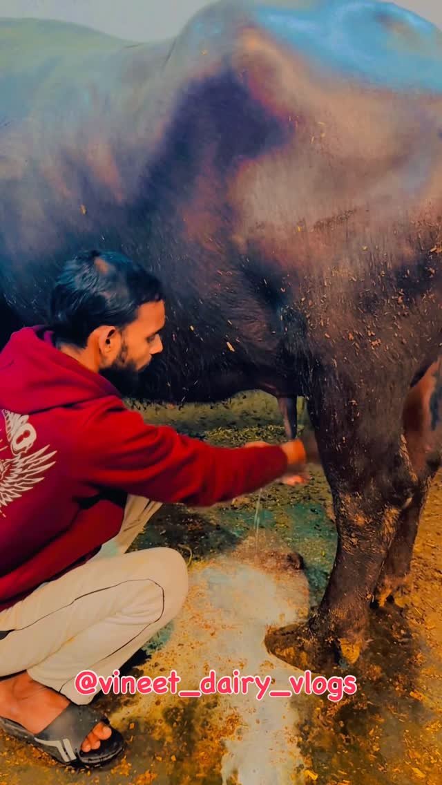 vineet_dairy_vlogs 게시물 이미지: Vyopari…😉
#dairy #dairyfarm #farming #vyopari #viral