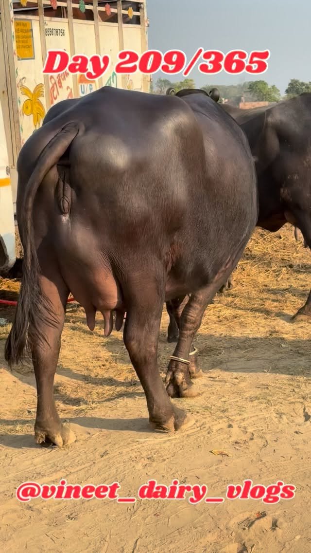 vineet_dairy_vlogs 게시물 이미지: Day 209
🐄 काफ जन्म घुट्टी (Calf Janam...