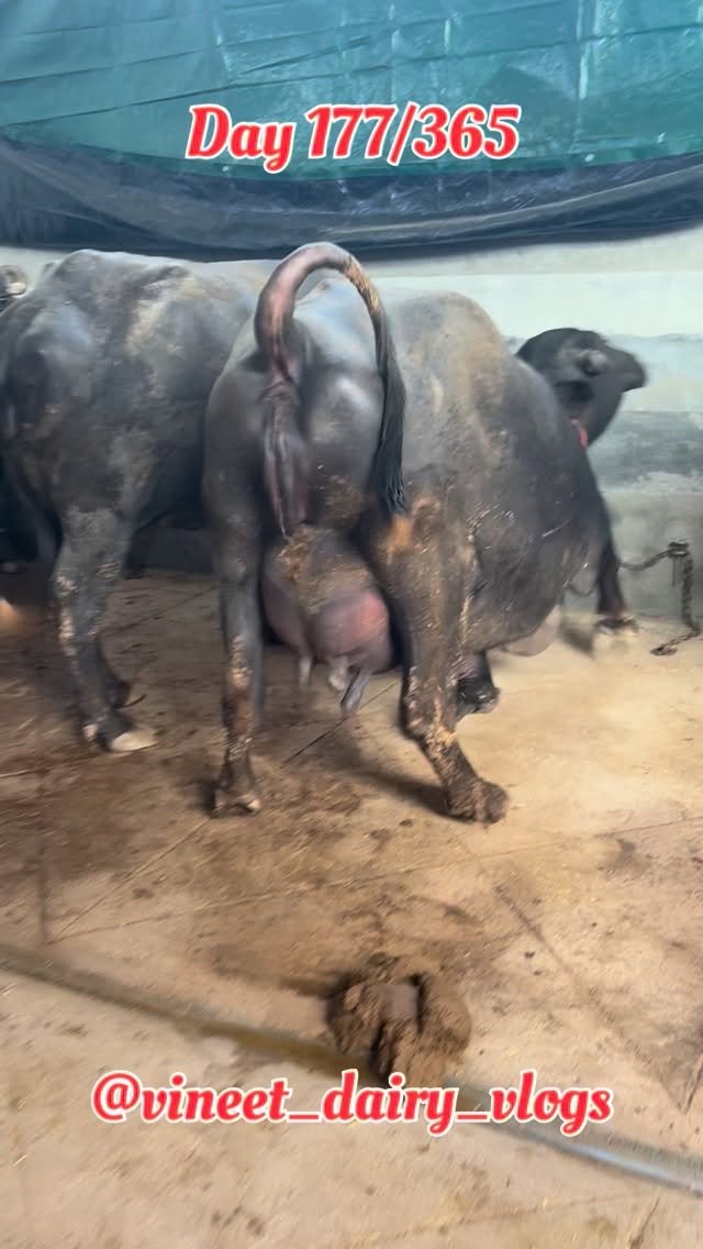 vineet_dairy_vlogs 게시물 이미지: Day 177 of starting my new dairy...