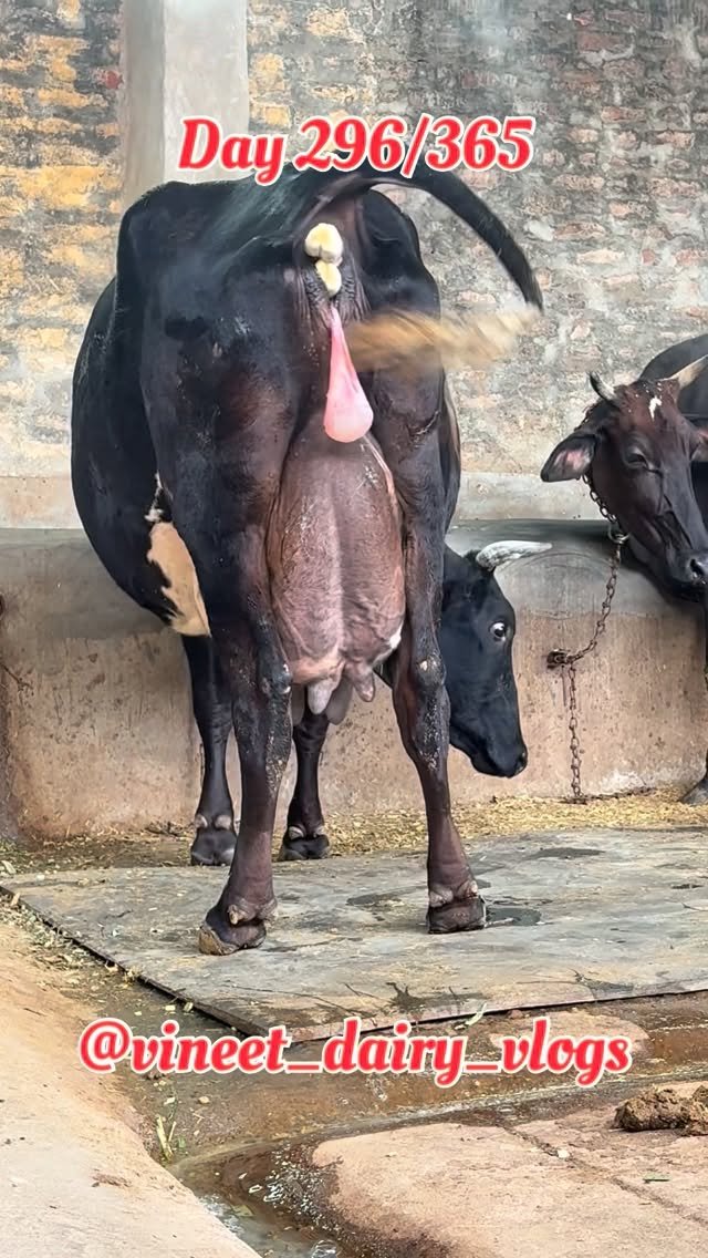 vineet_dairy_vlogs 게시물 이미지: Day 296 HAMMER BULL KI FEMALE...