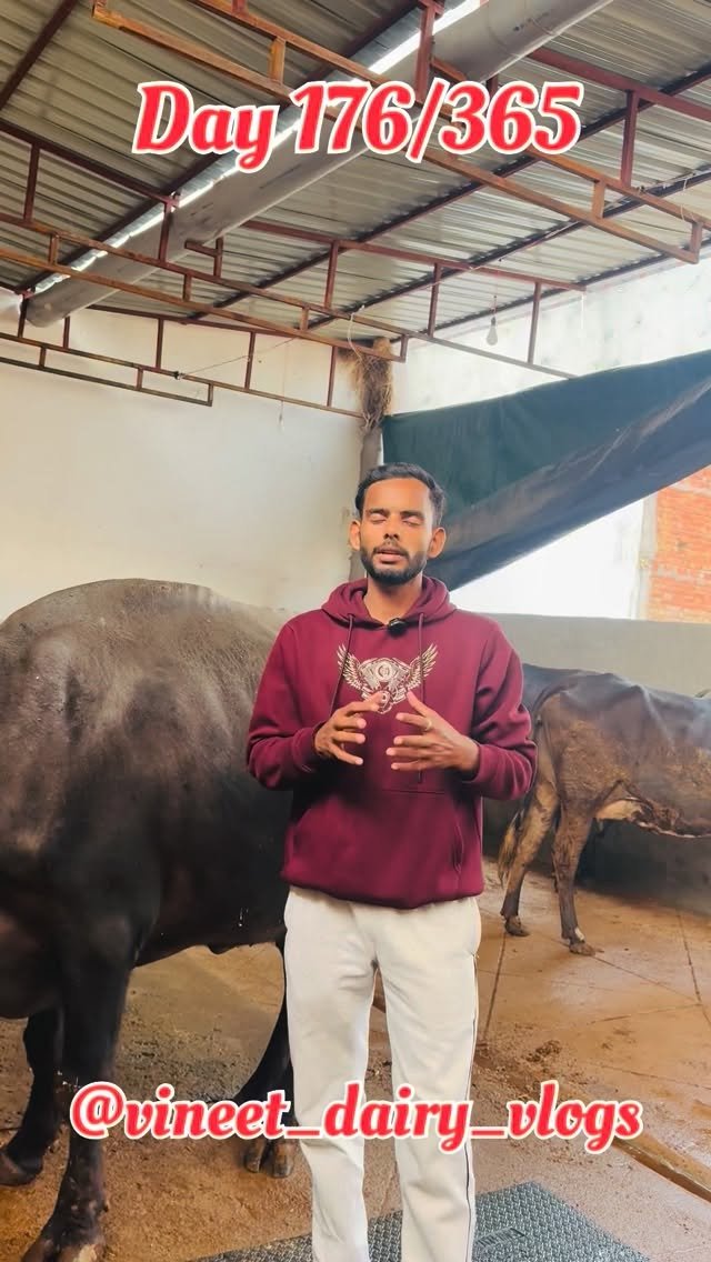 vineet_dairy_vlogs 게시물 이미지: Day 176 of starting my new dairy farm...