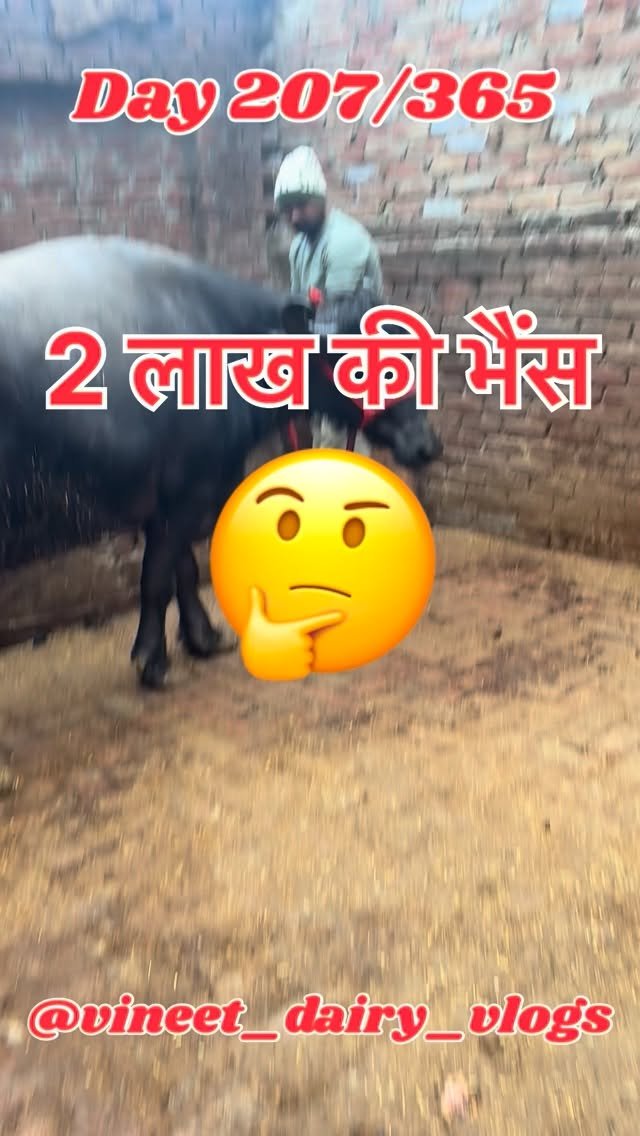 vineet_dairy_vlogs 게시물 이미지: Day 207/ 2 lakh ki bhes 🤔…🫣
#dairy#dairyfarm...