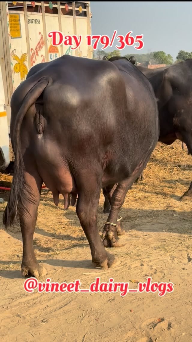 vineet_dairy_vlogs 게시물 이미지: Day 179 agr aisi chije jhel sakte ho tabhi...