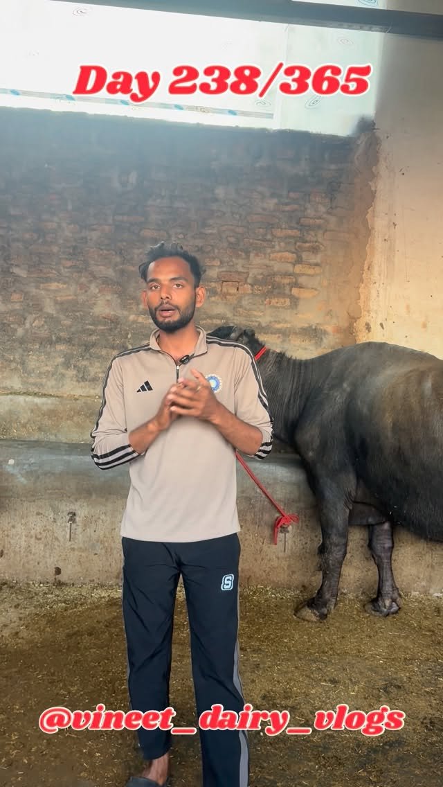 vineet_dairy_vlogs 게시물 이미지: Day 238 of starting my new dairy farm 
🐄 काफ...