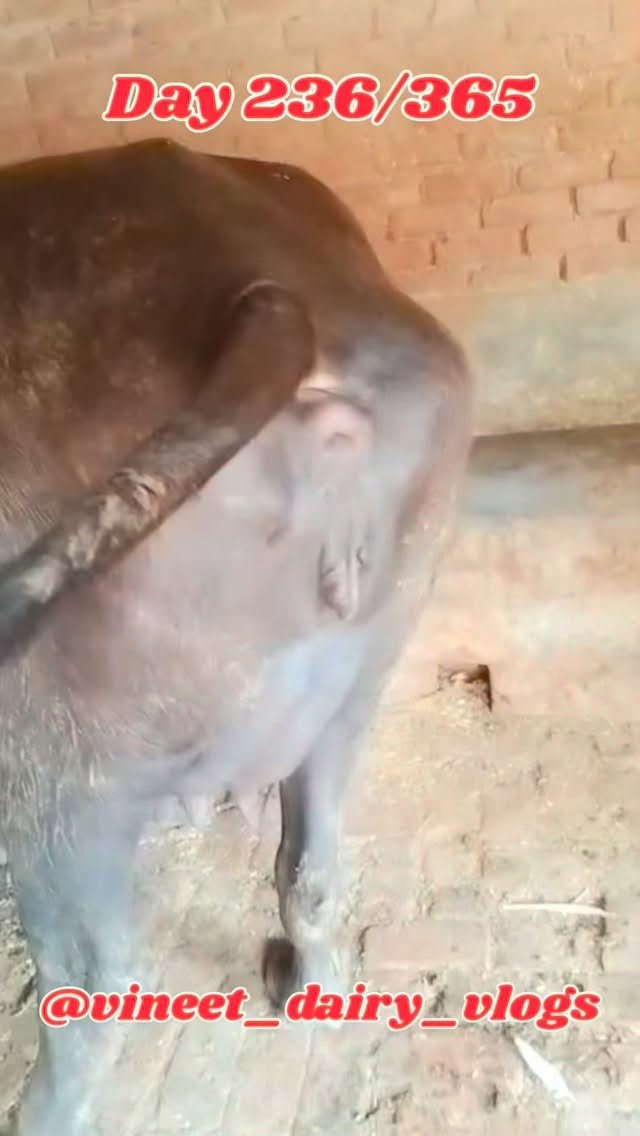 vineet_dairy_vlogs 게시물 이미지: Day 236 of starting my new dairy farm
#farm...