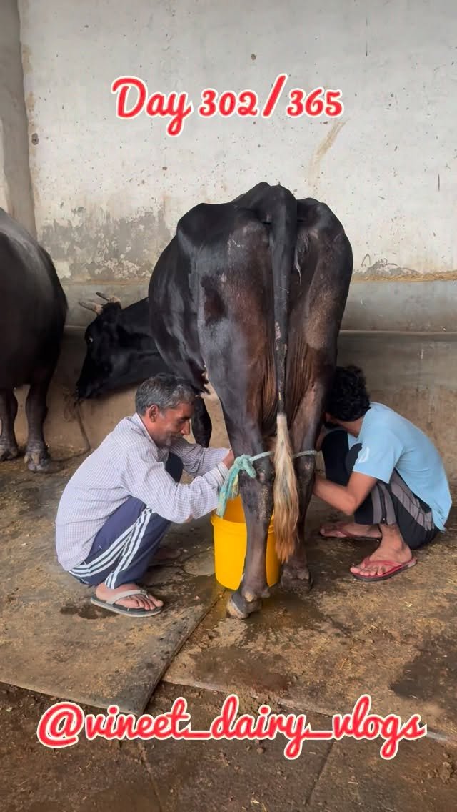 vineet_dairy_vlogs 게시물 이미지: Day 302 of starting my new dairy farm 
#milk...