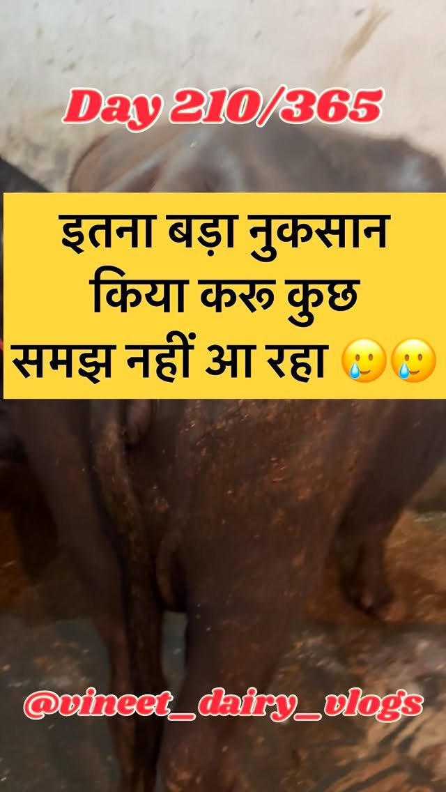 vineet_dairy_vlogs 게시물 이미지: Day 210 is saal ka dusra bada nuksan…dairy...