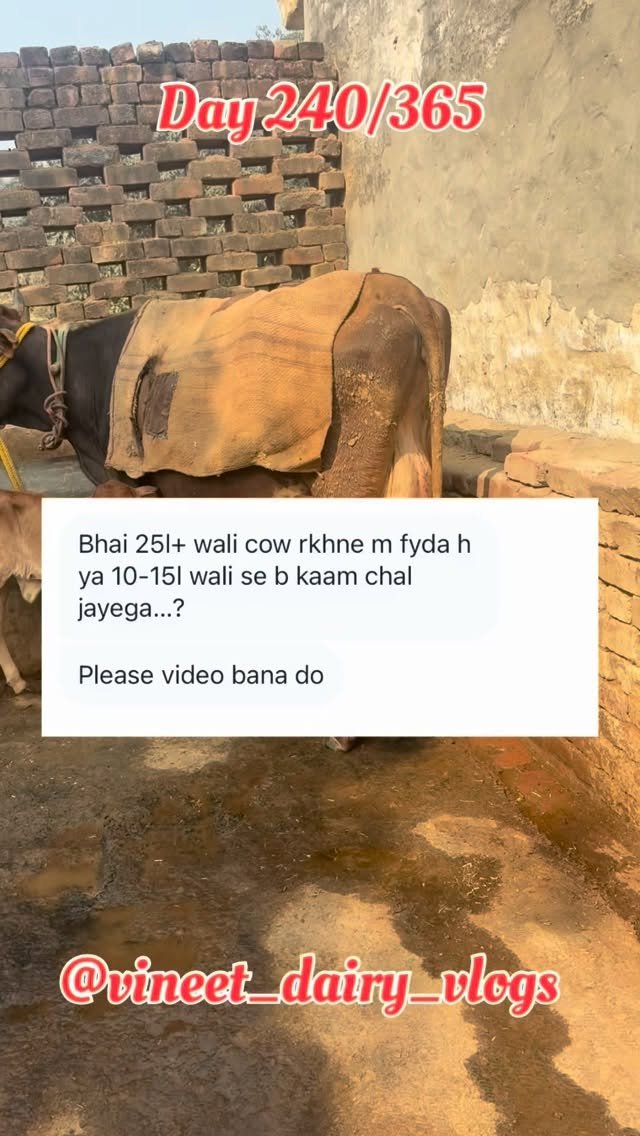 vineet_dairy_vlogs 게시물 이미지: Day 240 of starting my new dairy farm...