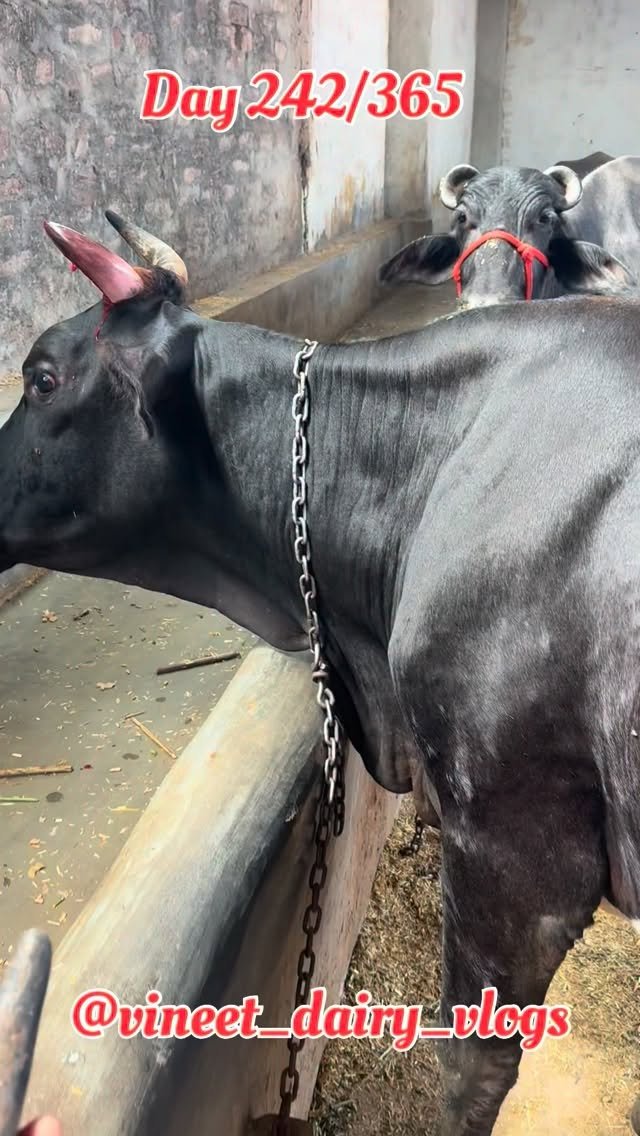 vineet_dairy_vlogs 게시물 이미지: Day 242 of starting my new dairy farm 
#dairy...