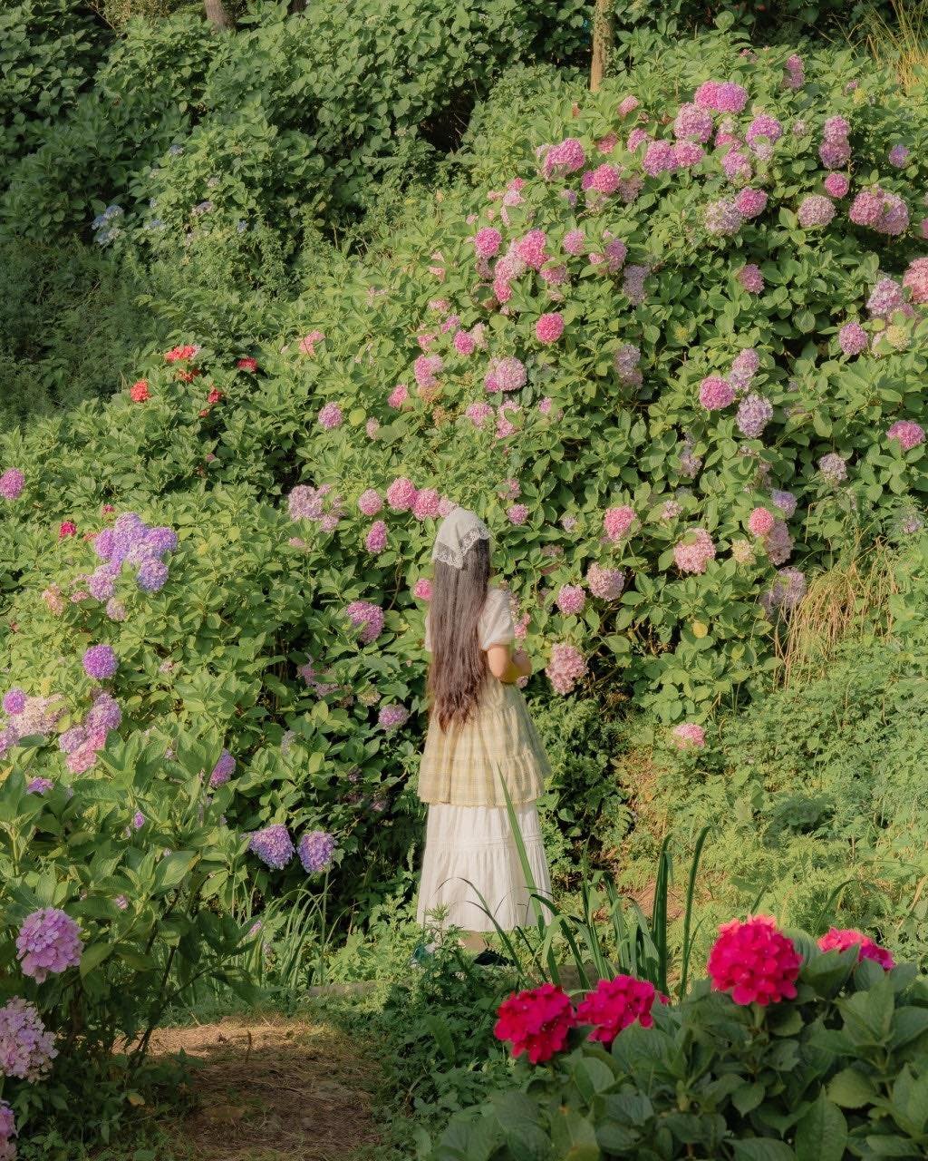visitbusan.en 게시물 이미지: The Summer Hydrangea Festival Is Here! 💙

The...