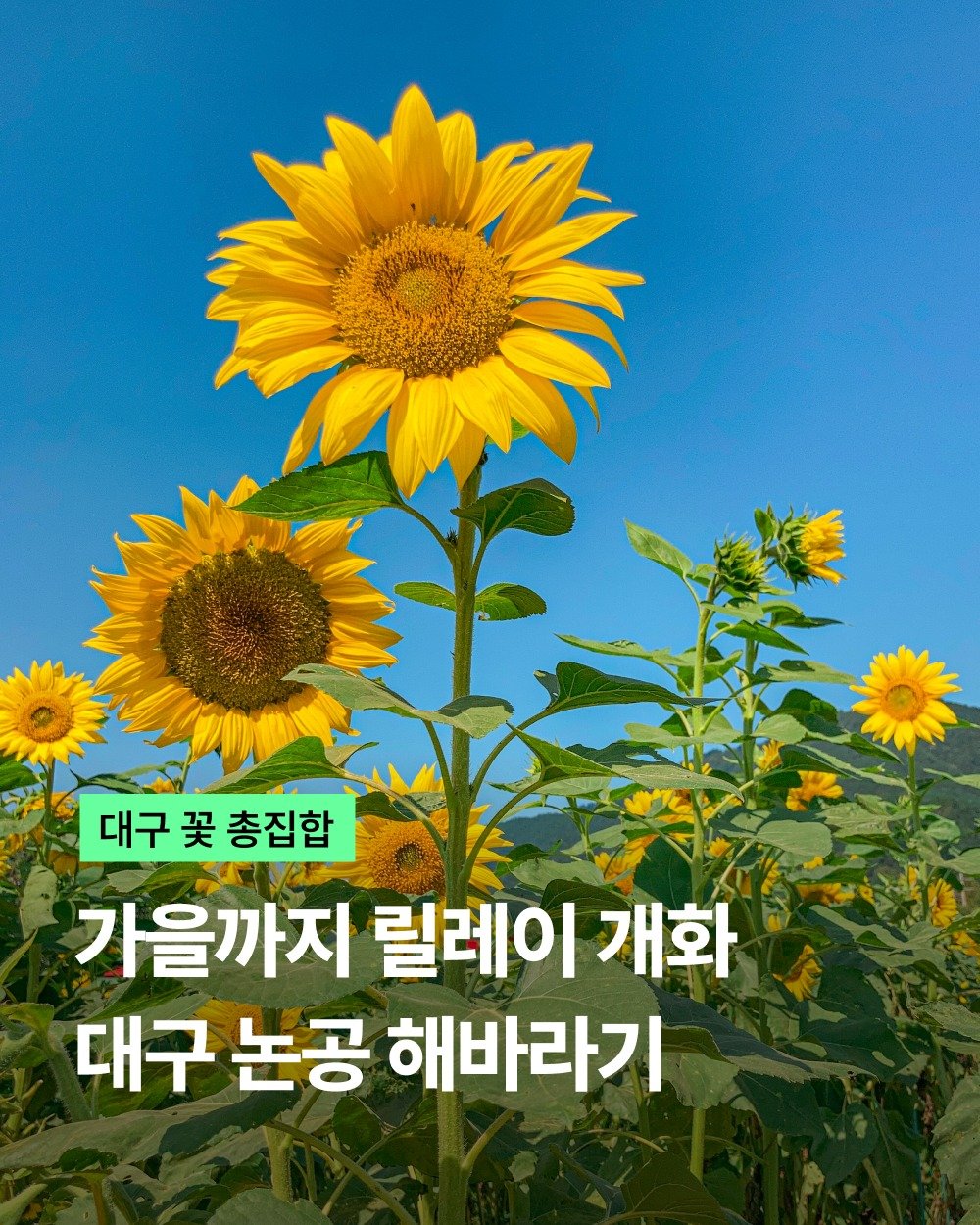 visitdaegu 게시물 이미지: 여름부터 이어지는 해바라기 꽃밭

낙동강 뷰를 배경으로
다채로운 꽃을 구경할 수...
