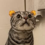 sunguma_ 프로필 사진