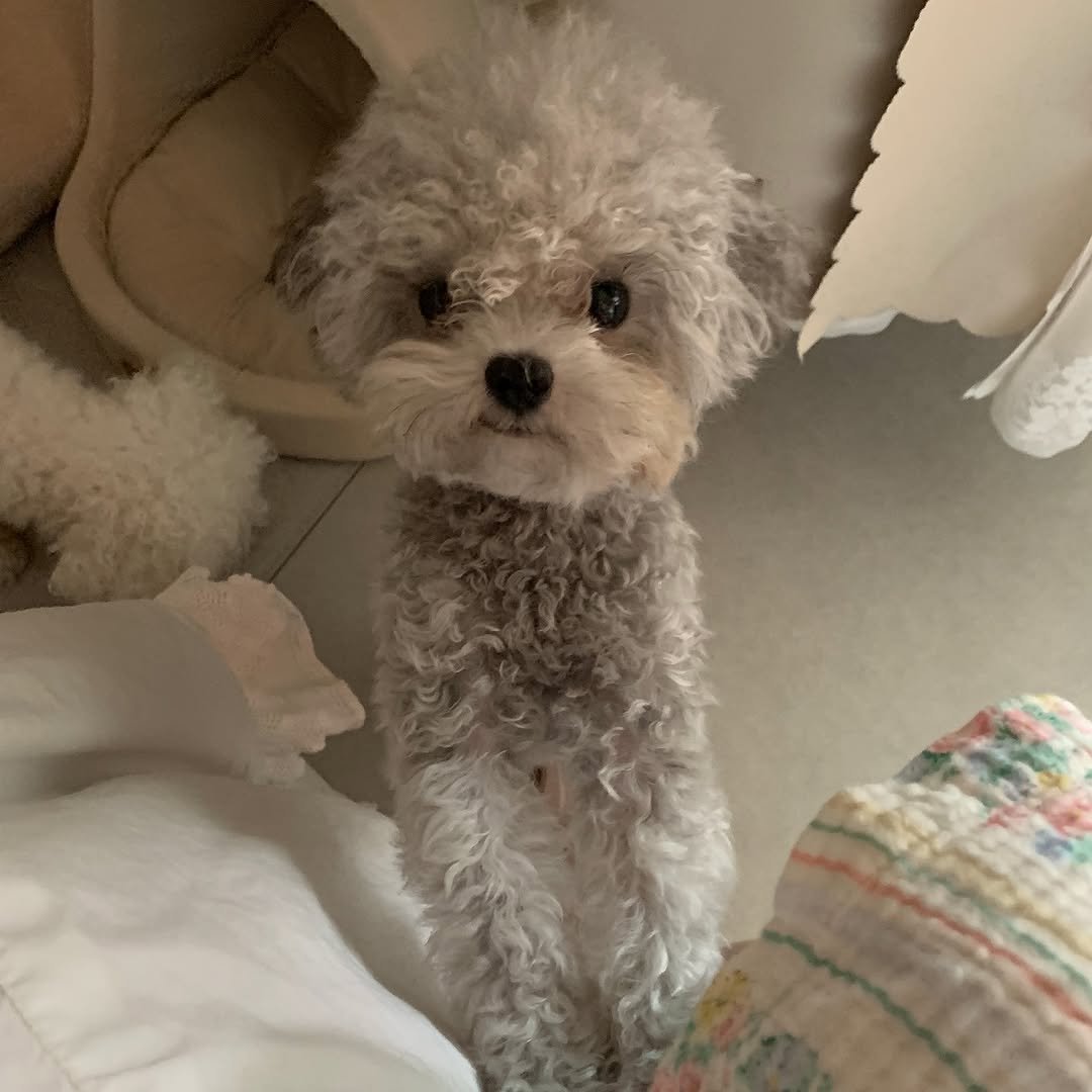 Photo by 박지현 on November 07, 2025. May be an image of Maltese, Bedlington terrier and text.