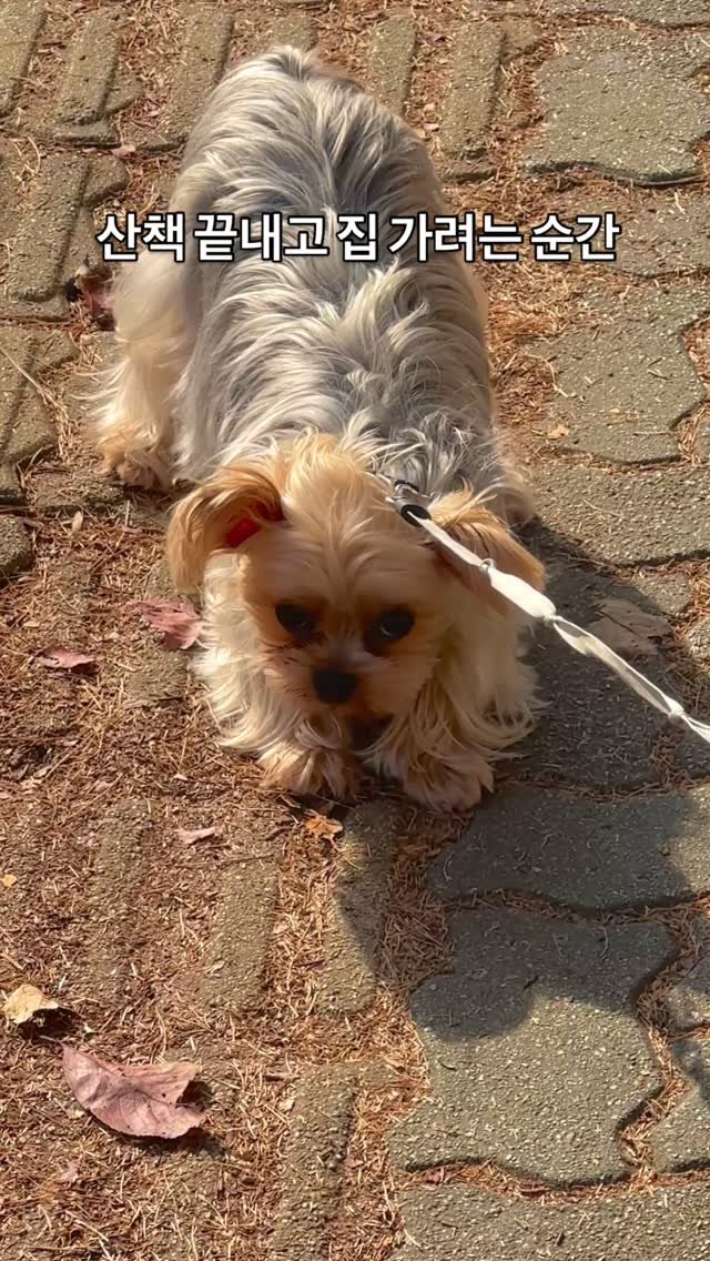 w2ooong 게시물 이미지: 쪼꼬만게 ㅠㅠ

#강아지 #산책 #🐶
