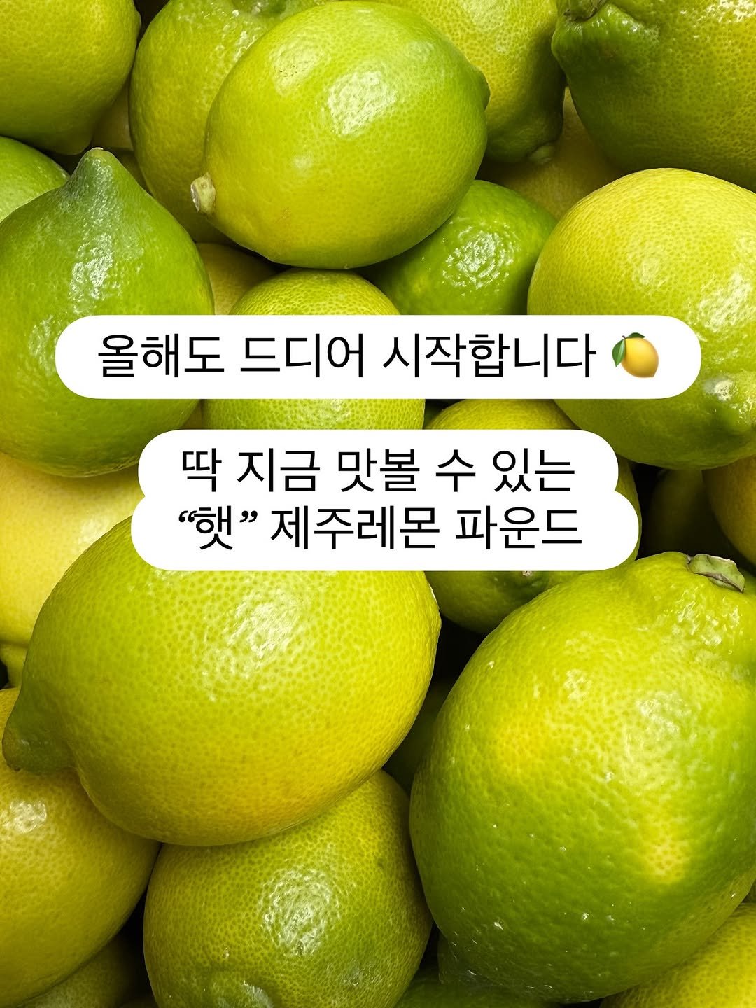 Photo by 와당탕연구소 | 김혜인 | 믿고 먹는 프리미엄 디저트 & 그래놀라 on September 16, 2025. May be an image of pomelo and text that says '올해도 드디어 시작합니다 딱 지금 맛볼 수 있는 "햇" 제주레몬 파운드'.