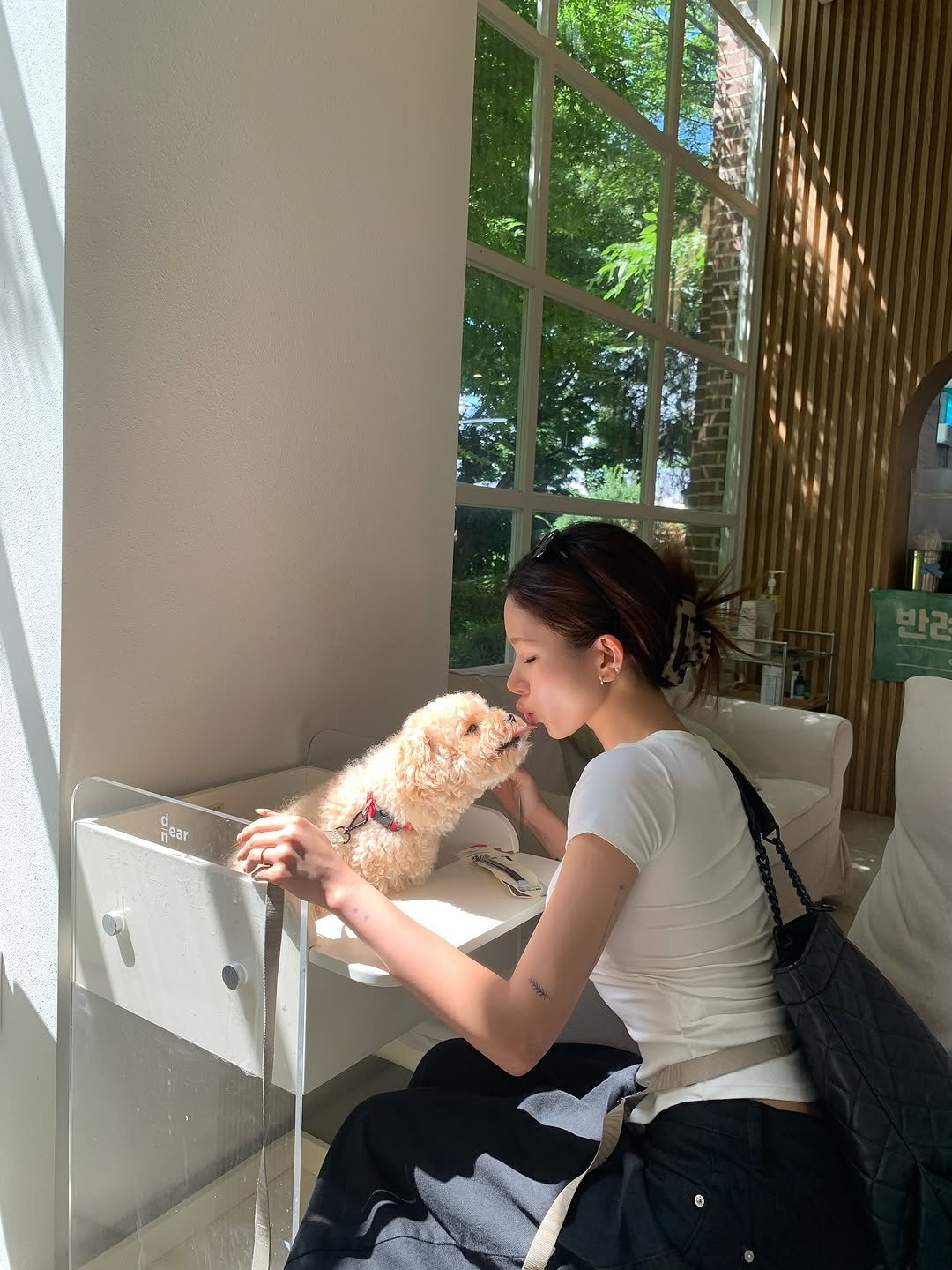 Photo by swan on August 16, 2025. May be an image of 1 person, Bedlington terrier, Maltese, window and text.