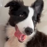 sammerbcollie 프로필 사진