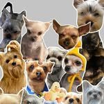 6companiondog 프로필 사진